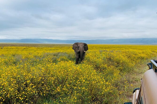 04 Days Tarangire, Serengeti and Ngorongoro crater group (Camping - Six hours inside Ngorongoro Crater