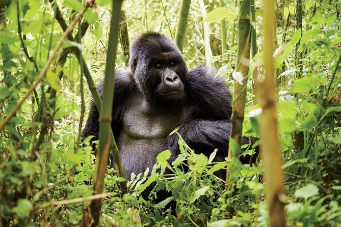 1 Day Gorilla trekking volcanoes national park - Lunch, Snacks, and the Long Return to Kigali