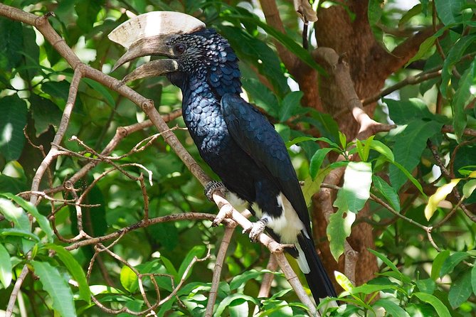 1 Day Joined Group Safari in Ngorongoro Crater National Park - The 1:00 pm picnic lunch