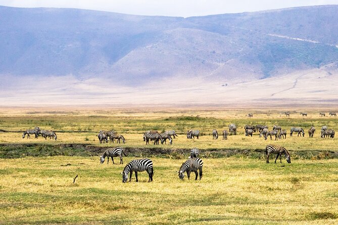 1 Day Ngorongoro Crater Group Jioning Safari - The guide can make or break a short safari