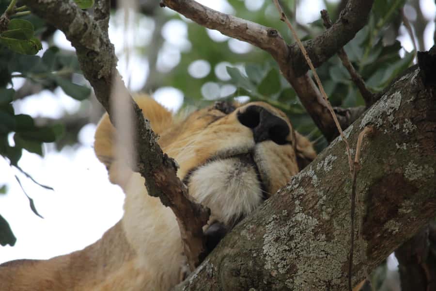 1 Day Ngorongoro Crater Group joining safari - Key points to know before booking