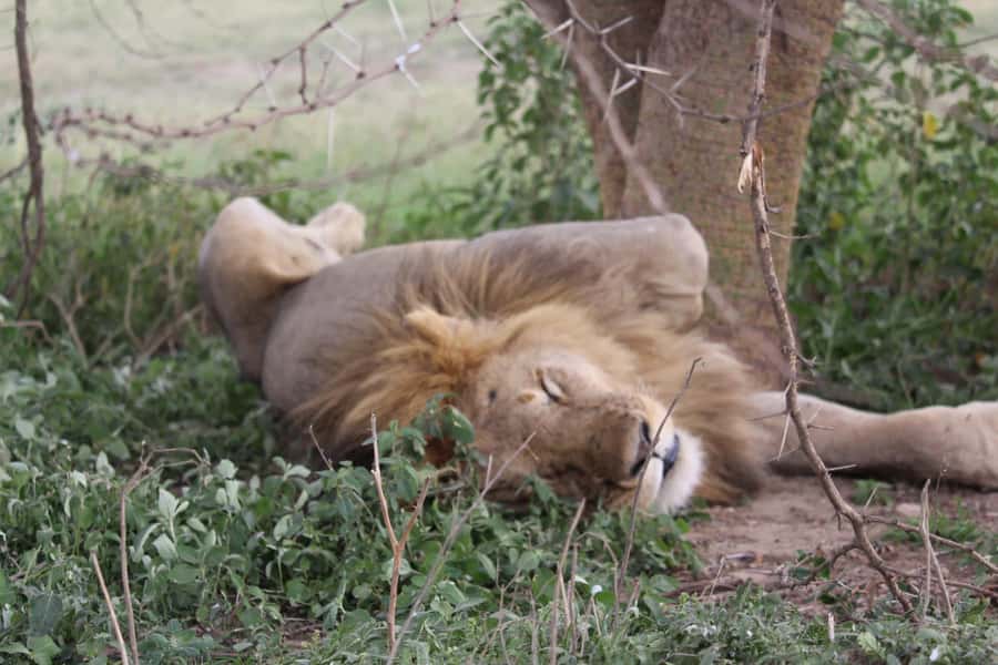 1 Day Ngorongoro Crater Group joining safari - Why Ngorongoro makes a powerful one-day safari