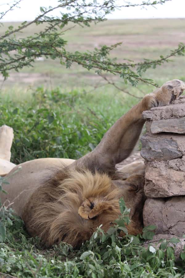 1 Day Ngorongoro Crater Group joining safari - The road to the conservation area