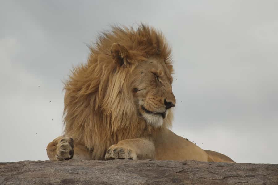 1 Day Ngorongoro Crater Group joining safari - The crater rim viewpoint