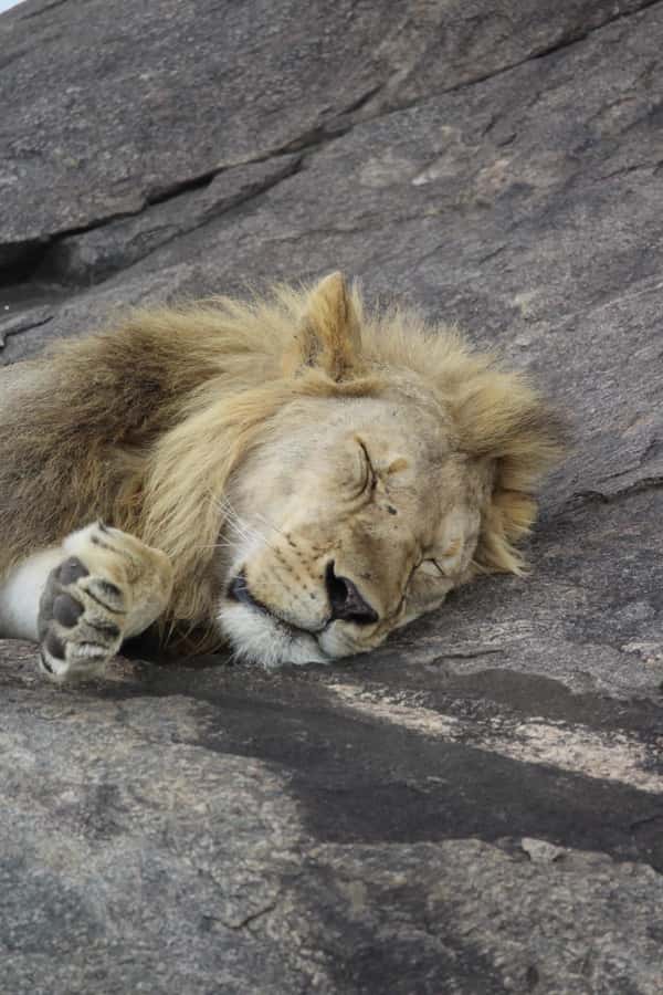 1 Day Ngorongoro Crater Group joining safari - Six hours among crater-floor wildlife