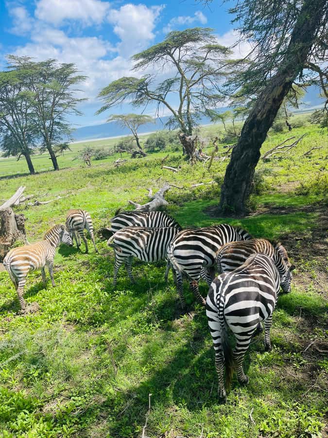 1 Day Ngorongoro Crater Group joining safari - Afternoon viewing and the climb out