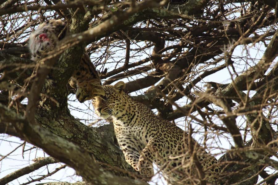 1 Day Ngorongoro Crater Group joining safari - What $315 buys you