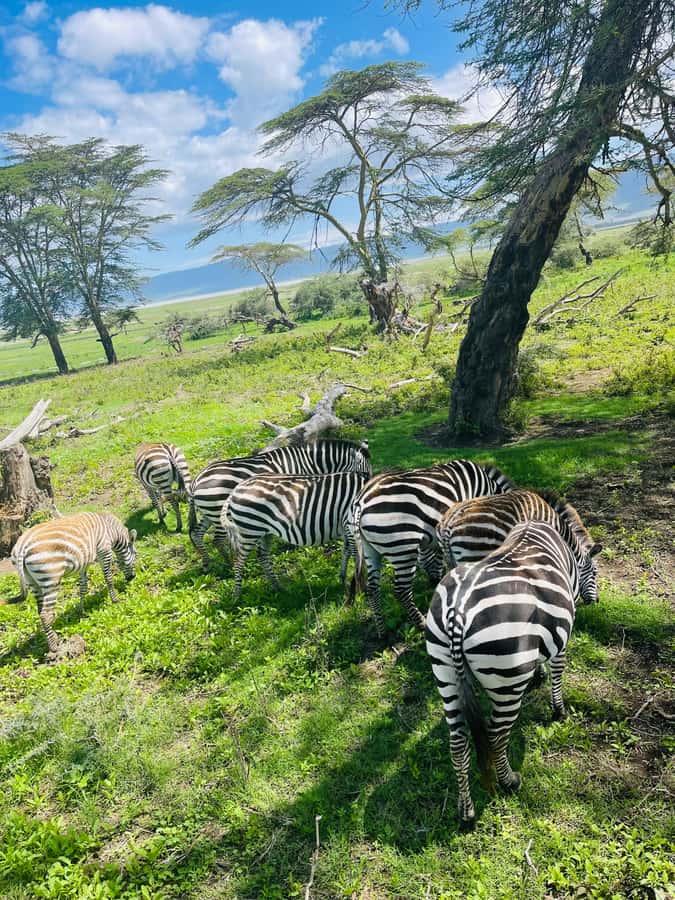 1 Day Ngorongoro Crater Group joining safari - Who will enjoy this day most