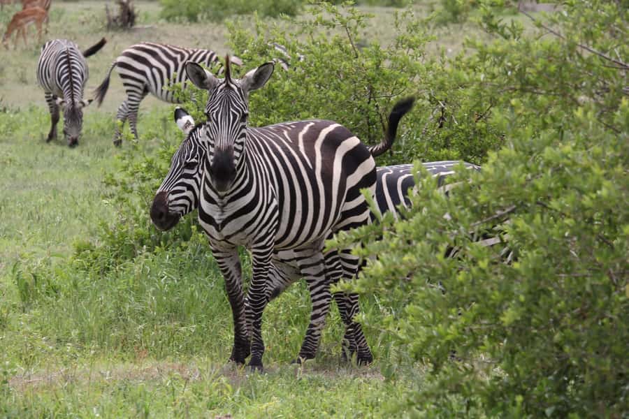 1 Day Ngorongoro Crater Group joining safari - The 5:00 a.m. departure from Arusha
