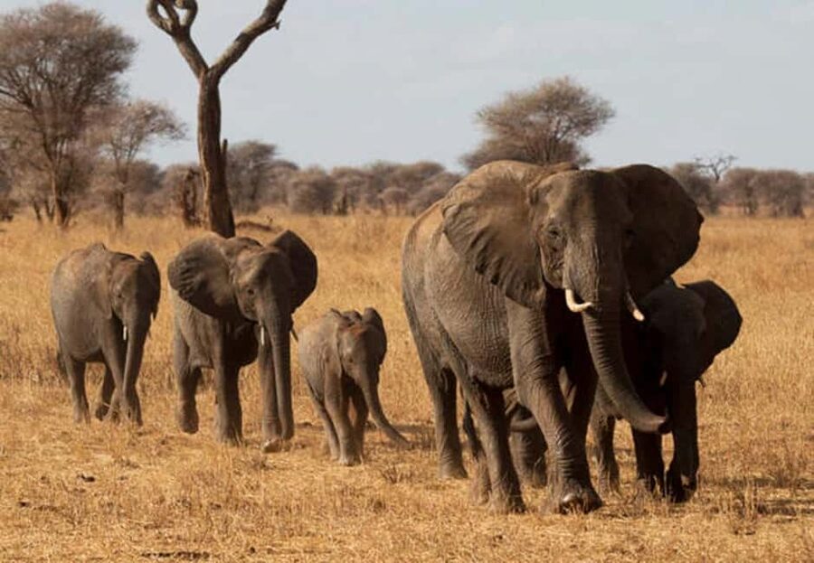 1-Day Ngorongoro Crater Special Big 5- Joining Group Safari - Key points to know before booking