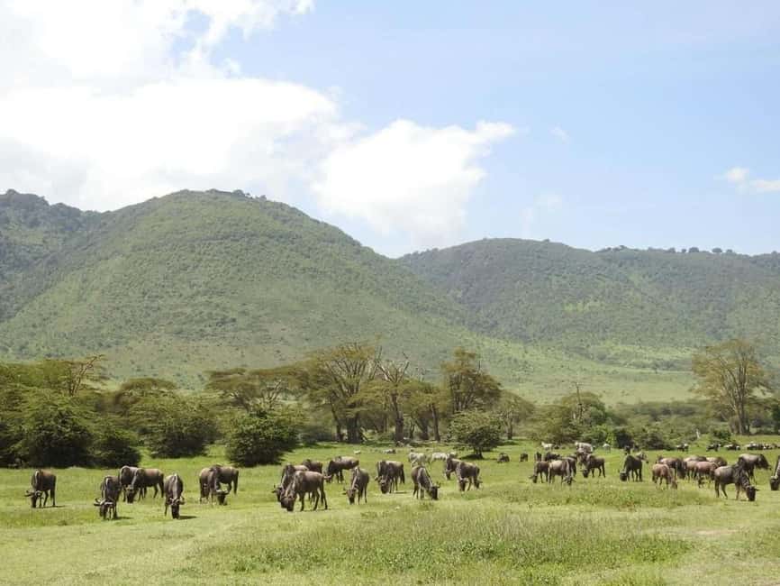 1-Day Ngorongoro Crater Special Big 5- Joining Group Safari - The crater rim viewpoint and descent