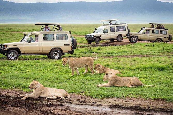 1 Day Private Ngorongoro Crater Safari - Wildlife inside the crater