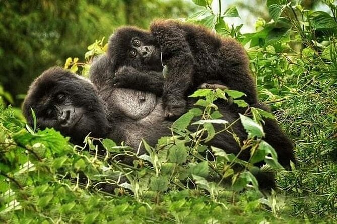 1 Day Rwanda Gorilla Trekking Tour In The Volcanoes National Park - Why this one-day Rwanda trek works