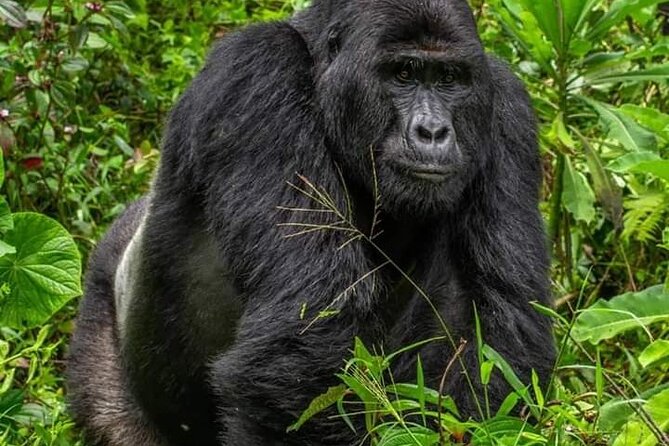 1 Day Rwanda Gorilla Trekking Tour In The Volcanoes National Park - Lunch, the return journey, and Iby’iwacu