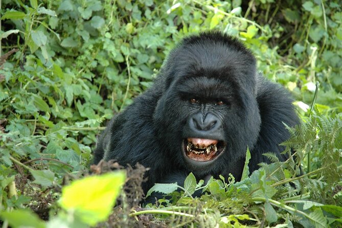 1 Day Rwanda Gorilla Trekking Tour In The Volcanoes National Park - Who should book this experience?