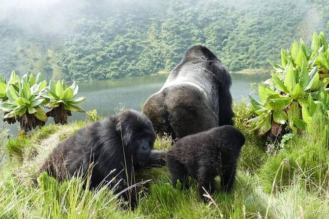 1 Day Rwanda Gorilla Trekking Tour In The Volcanoes National Park - The early road from Kigali to Kinigi