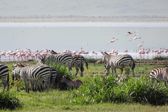 1-Day Tour to Ngorongoro Crater - The Road to the Crater and the Value of a Small Group