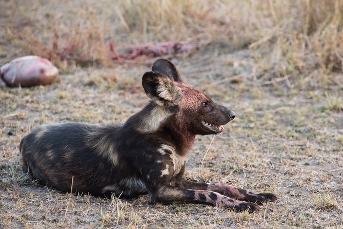 1 days Tanzania Sharing Joining group Safari - Ngorongoro Crater - Key points at a glance