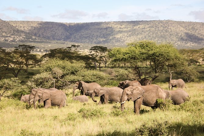 1 days Tanzania Sharing Joining group Safari - Ngorongoro Crater - Why Ngorongoro Crater works for a one-day safari