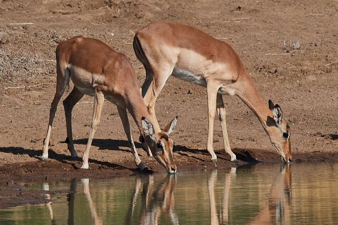 1 days Tanzania Sharing Joining group Safari - Ngorongoro Crater - The crater game drive from 10 a.m. to 4 p.m.