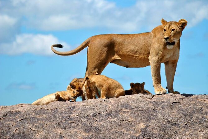 1 Daytrip Amazing to Ngorongoro Crater from Arusha or Moshi - The value of an $800 private day trip