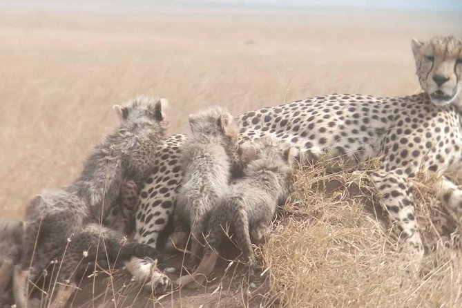 1 Daytrip Amazing to Ngorongoro Crater from Arusha or Moshi - The crater game drive and its wildlife