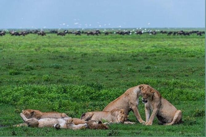 10 Day Serengeti, Ngorongoro Crater and Zanzibar Private Tour - Seronera and the best chance for big cats