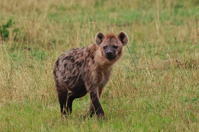 10 Day Serengeti, Ngorongoro Crater and Zanzibar Private Tour - Ngorongoro Crater, a concentrated wildlife day
