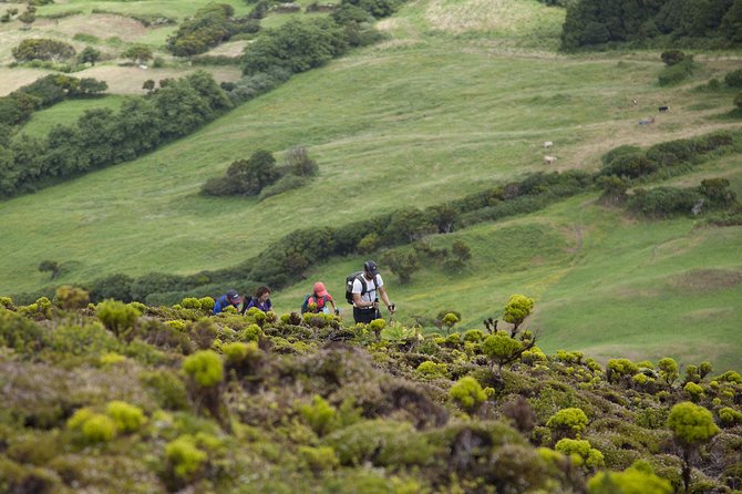 10 Volcanos hiking private tour in Faial - Why the 10 Volcanoes Trail earns a full day