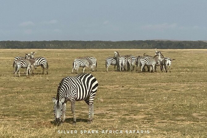 11-Day Wildebeest Migration Serengeti, Mara, Ngorongoro Crater. - Day 8: Lake Nakuru adds birds and rhino-country potential