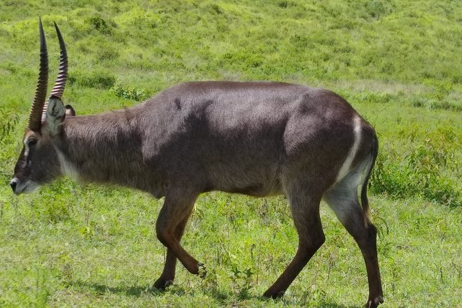 2 Day Safari Tarangire and Ngorongoro Crater - Why this two-day route works