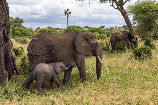 2 Day Tanzania Safari in Tarangire and Ngorongoro Crater - Key Points to Know Before Booking