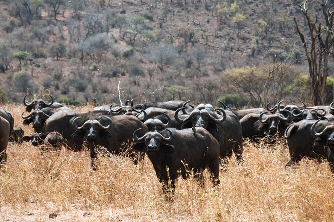 2 Day Tanzania Safari in Tarangire and Ngorongoro Crater - Day One: Elephants and Open Country in Tarangire