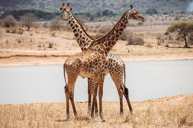 2 Day Tanzania Safari in Tarangire and Ngorongoro Crater - What the Private Vehicle Adds