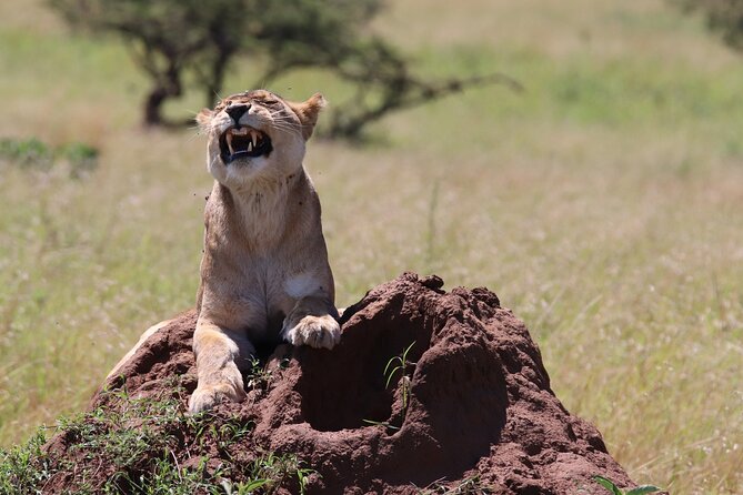 2 Day Tanzania Safari Tarangire and Ngorongoro Crater Adventure - Key points at a glance