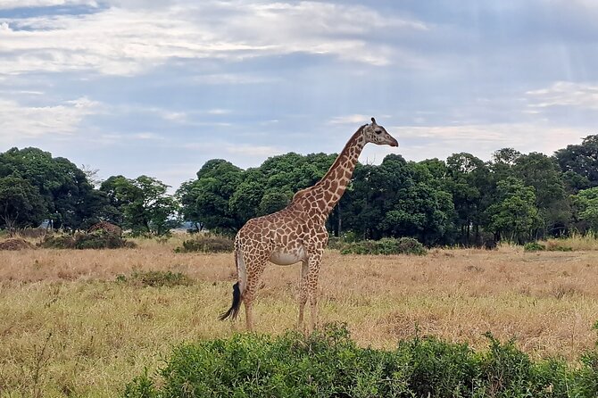 2 Day Tanzania Safari Tarangire and Ngorongoro Crater Adventure - Who should book this safari?