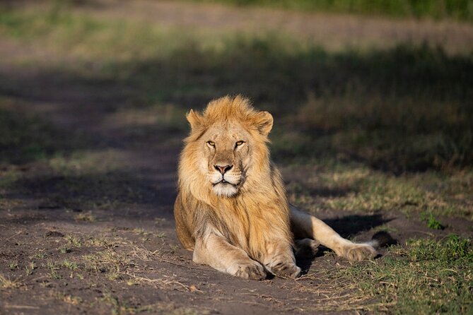 2 Day Tanzania Safari Tarangire and Ngorongoro Crater Adventure - Should you book the 2-day Tarangire and Ngorongoro trip?