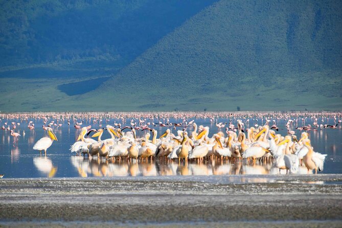 2 Day Tanzania Safari Tarangire and Ngorongoro Crater Adventure - Night near Karatu and what the package covers