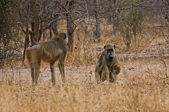 2 Day: Tarangire and Ngorongoro Crater - Two parks, two very different safari experiences