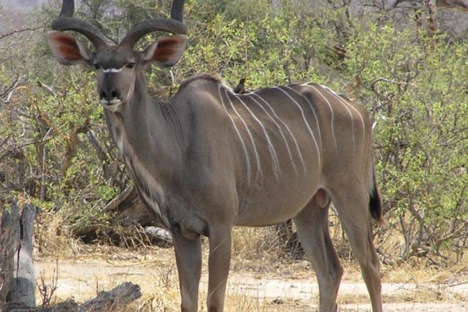 2 Day: Tarangire and Ngorongoro Crater - What the safari vehicle adds to the day