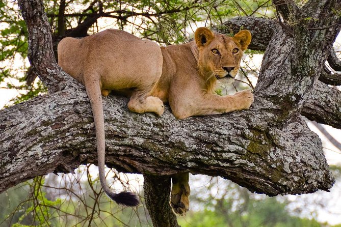 2 Day: Tarangire and Ngorongoro Crater - Meals, accommodation, and what the price covers