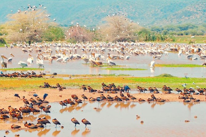2 Day: Tarangire and Ngorongoro Crater - Who should choose this two-day safari