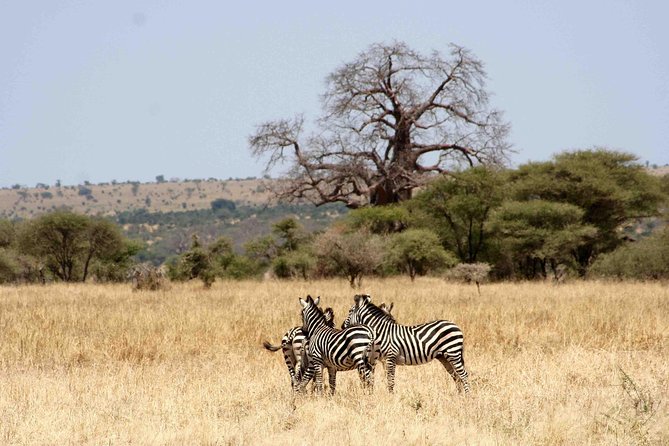 2 Day: Tarangire and Ngorongoro Crater - Practical details that affect your decision
