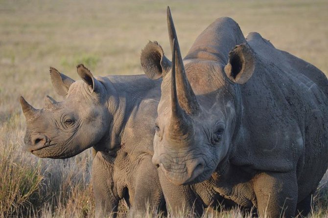 2 Day: Tarangire and Ngorongoro Crater - Is Tarangire and Ngorongoro worth $1,290?
