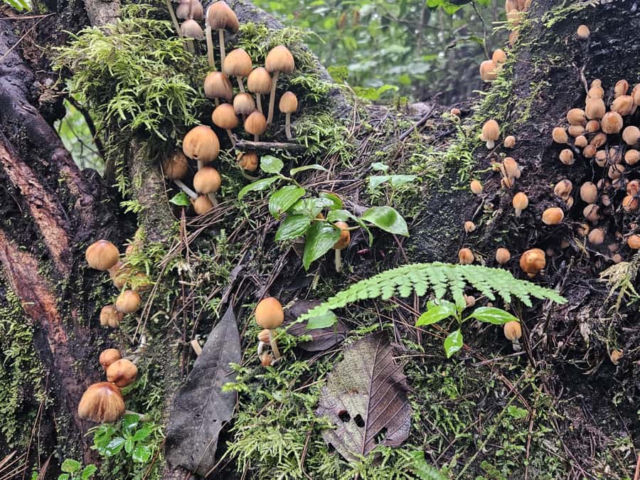 2-day tour from Antigua 1 night in Acatenango Volcano - The climb through fields, pine, and cloud forest