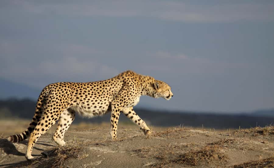 2 Days 1 Night Tarangire & Ngorongoro Crater - Key points at a glance