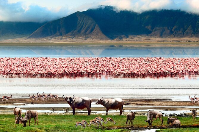 2 Days Camping Group Joining Tarangire Ngorongoro Crater Safari - Twiga Lodge and the overnight break