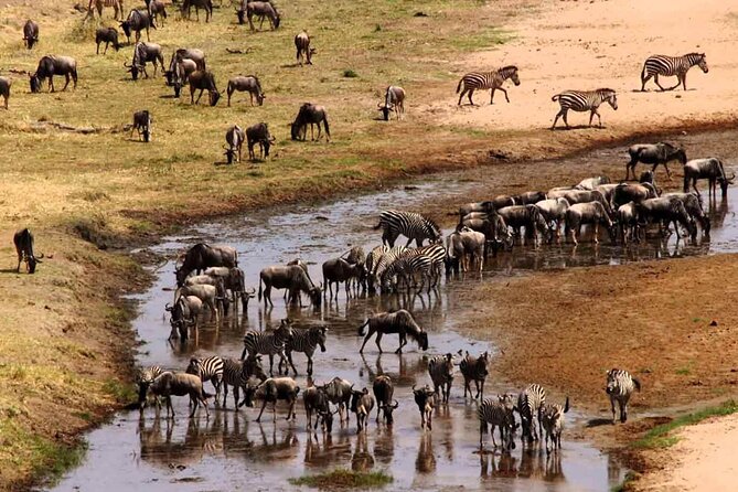 2 Days Camping Group Joining Tarangire Ngorongoro Crater Safari - What the $515 price really covers