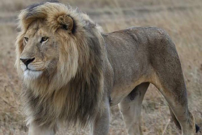 2 Days Camping Safari, Lake Manyara & Ngorongoro Crater - Lake Manyara’s forests, cliffs, and famous lions