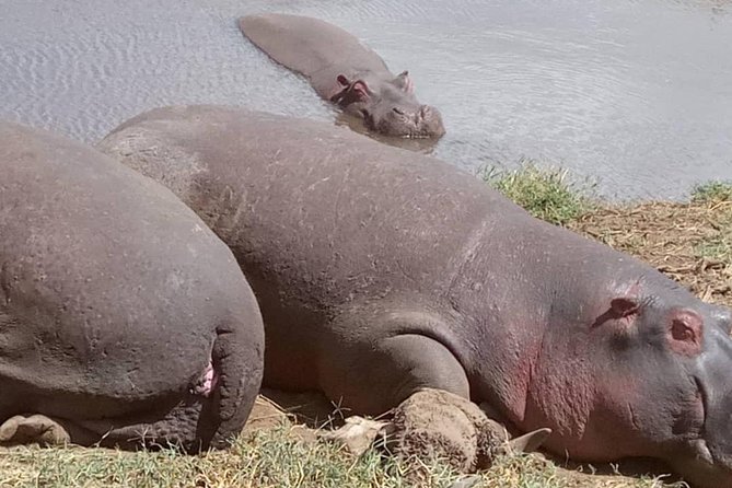 2 Days Camping Safari, Lake Manyara & Ngorongoro Crater - Lake Magadi and the picnic lunch